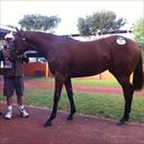 Inglis Easter Yearling Sale 2011 Lot 23 Flying Spur x Rose Of Latakia filly